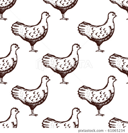 Chicken Pattern Seamless Hand Drawn on White Background. Vector 61065234
