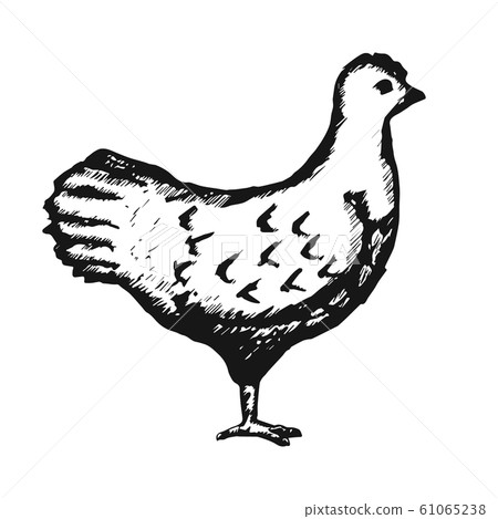 Chicken Hand Drawn on White Background. Vector 61065238