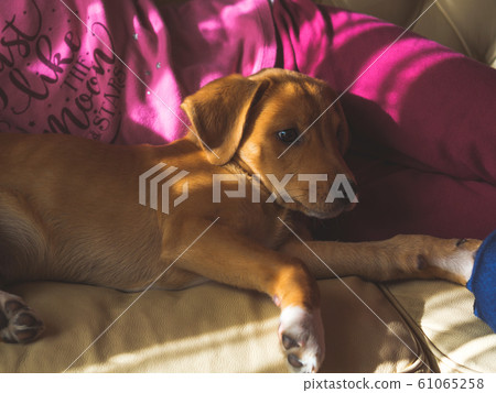 Cute golden puppy on couch with kids 61065258