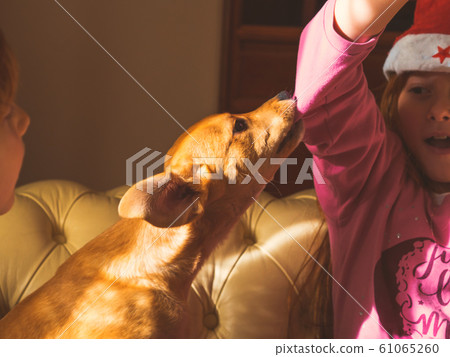Kids in santa caps playing with cute puppy 61065260