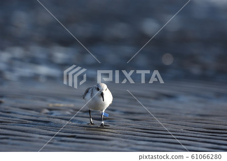 Labeled sandpiper Labeled sandpiper 61066280