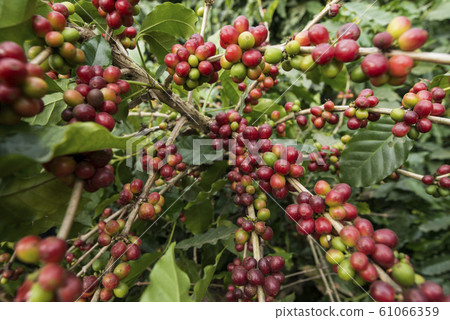 THAILAND MAE SAI COFFEE PLANTATION THAILAND MAE SAI COFFEE PLANTATION 61066359