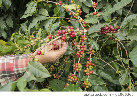 THAILAND MAE SAI COFFEE PLANTATION 61066363