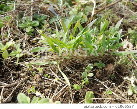 黑麥耳朵發芽1 黑麥耳朵發芽1 61066587