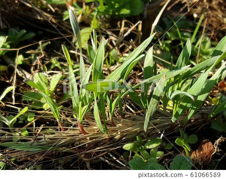 Germination from rye ears 3 Germination from rye ears 3 61066589