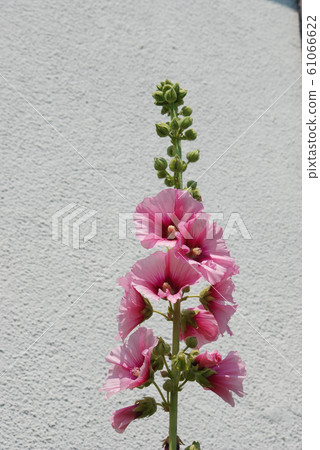 Garden hollyhock lcea Althea rosea Garden hollyhock lcea Althea rosea 61066622