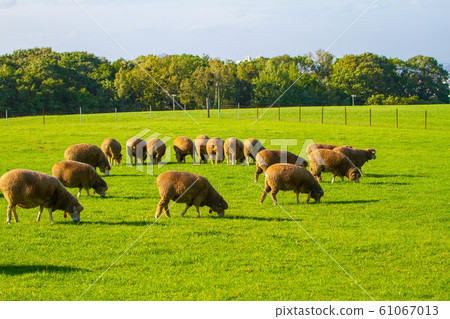 北海道札幌的日高丘景觀 北海道札幌的日高丘景觀 61067013