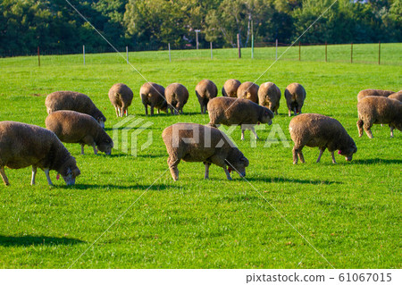 北海道札幌的日高丘景觀 北海道札幌的日高丘景觀 61067015