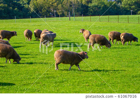 北海道札幌的日高丘景觀 北海道札幌的日高丘景觀 61067016