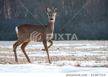 Roe deer doe walking on a meadow with snow and grass in winter 61067334