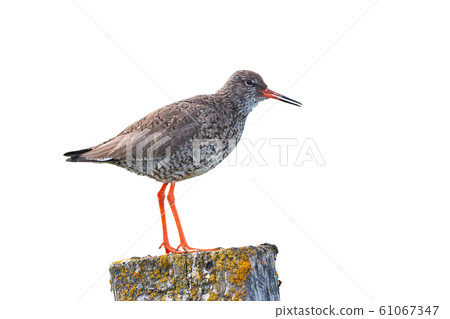 Common redshank, tringa totanus, standing on a pole isolated on white Common redshank, tringa totanus, standing on a pole isolated on white 61067347