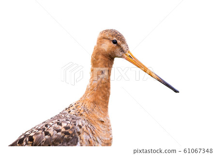 Portrait of Black-tailed godwit, limosa limosa, isolated on white background. 61067348