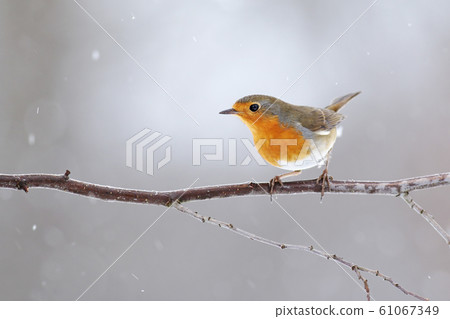 European robin with orange feathers on breast sitting on a twig in winter European robin with orange feathers on breast sitting on a twig in winter 61067349