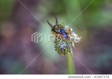 A brown earwig  61067378