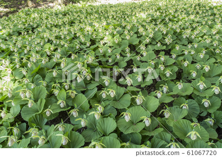 Tadomachi Kumagaisou Tadomachi Kumagaisou 61067720