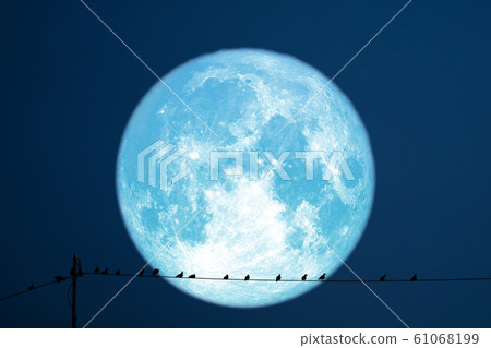 super strawberry moon back on silhouette birds on super strawberry moon back on silhouette birds on 61068199