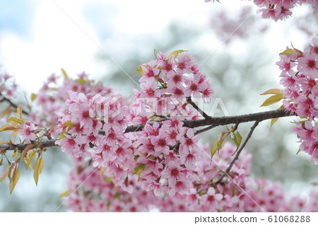 wild himalayan cherry or prunus cerasoides wild himalayan cherry or prunus cerasoides 61068288