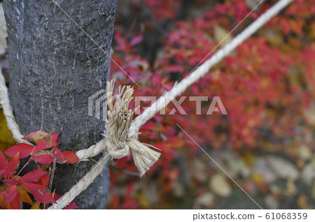 Rope tied to a tree on nature Rope tied to a tree on nature 61068359