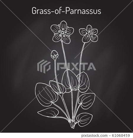 Marsh grass of Parnassus parnassia palustris , medicinal plant Marsh grass of Parnassus parnassia palustris , medicinal plant 61068459
