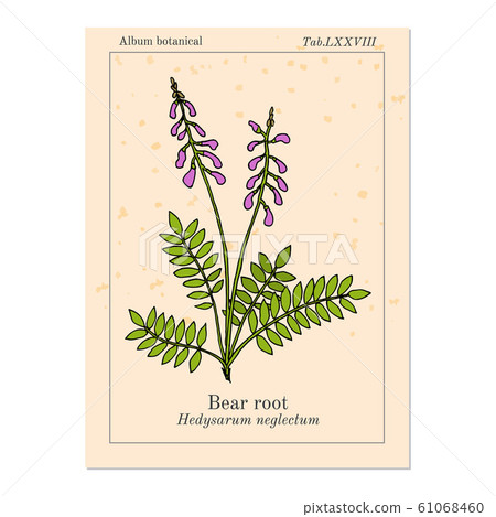 Bear root Hedysarum neglectum , medicinal plant Bear root Hedysarum neglectum , medicinal plant 61068460