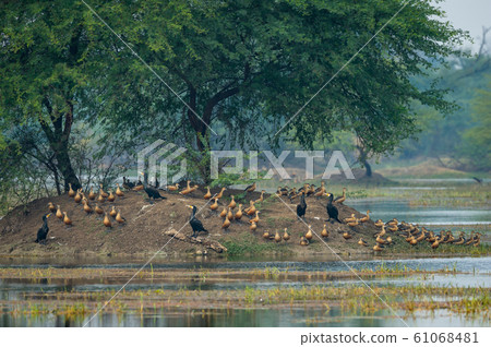 Lesser whistling duck flock or group of birds in beautiful scenic blue and green background at keoladeo national park or bird sanctuary, bharatpur, rajasthan, india - Dendrocygna javanica Lesser whistling duck flock or group of birds in beautiful scenic blue and green background at keoladeo national park or bird sanctuary, bharatpur, rajasthan, india - Dendrocygna javanica 61068481