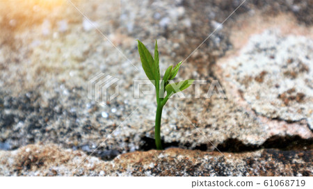 Avocado seedlings growing in the morning sunshine Avocado seedlings growing in the morning sunshine 61068719