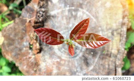 Avocado seedlings growing in the morning sunshine 61068723