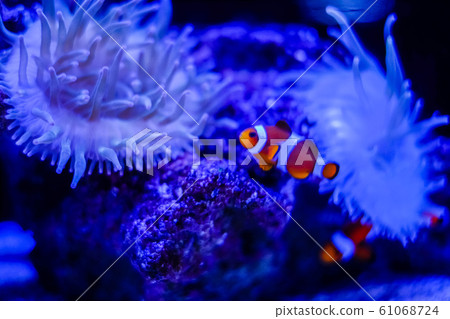 銀蓮花魚 61068724