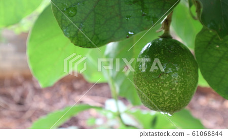 Avocado balls in the stem, green leaves Avocado balls in the stem, green leaves 61068844