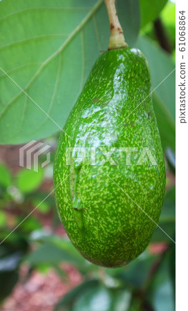 Avocado balls in the stem, green leaves Avocado balls in the stem, green leaves 61068864