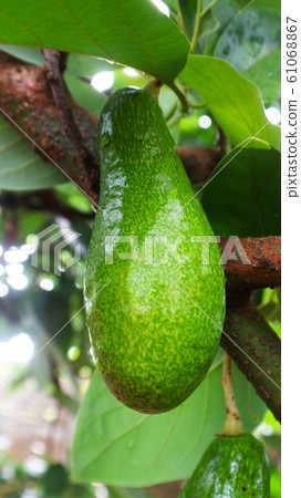 Avocado balls in the stem, green leaves 61068867