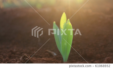 Corn seedlings with sunlight Thailand Corn seedlings with sunlight Thailand 61068932