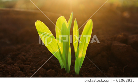 Corn seedlings with sunlight Thailand Corn seedlings with sunlight Thailand 61068933