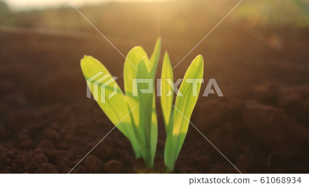Corn seedlings with sunlight Thailand Corn seedlings with sunlight Thailand 61068934