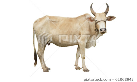 Cows Standing on a white background Cows Standing on a white background 61068942