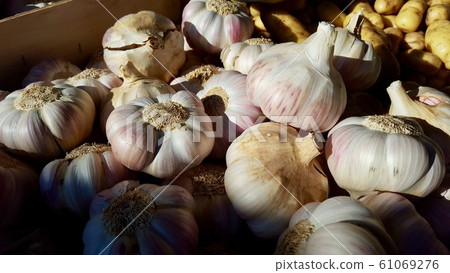 Garlic Garlic 61069276
