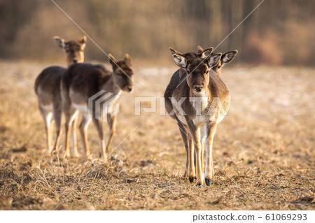 Front view of fallow deer herd approaching on a meadow in spring. 61069293