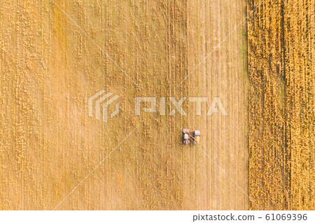 Aerial View Of Rural Landscape. Combine Harvester And Truck Working Together In Field, Collects Seeds. Harvesting Of Wheat In Autumn. Agricultural Machine Collecting Golden Ripe. Birds-eye Drone View 61069396