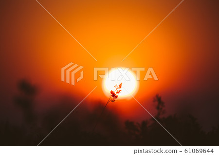 Summer Sun Shining Through Young Grass Sprouts. Sunset Sunrise Sun. Close up Summer Sun Shining Through Young Grass Sprouts. Sunset Sunrise Sun. Close up 61069644