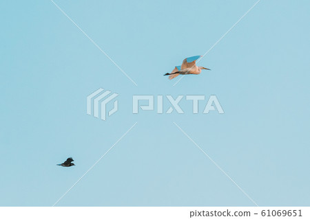 Belarus. Wild Birds Northern Lapwing vanellus Vanellus And Great Egret ardea Alba Flying In Sunset Sky Belarus. Wild Birds Northern Lapwing vanellus Vanellus And Great Egret ardea Alba Flying In Sunset Sky 61069651