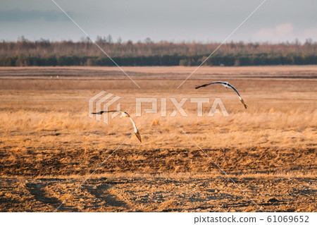 Two European White Stork Ciconia Ciconia Flying Above Spring Field in Belarus Two European White Stork Ciconia Ciconia Flying Above Spring Field in Belarus 61069652