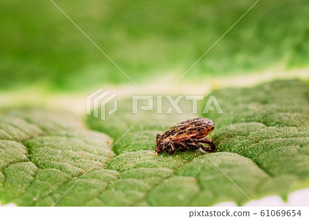 Dermacentor Reticulatus On Green Leaf. Also Known As The Ornate Cow Tick, Ornate Dog Tick, Meadow Tick, And Marsh Tick. Family Ixodidae. Ticks Are Carriers Of Dangerous Diseases Dermacentor Reticulatus On Green Leaf. Also Known As The Ornate Cow Tick, Ornate Dog Tick, Meadow Tick, And Marsh Tick. Family Ixodidae. Ticks Are Carriers Of Dangerous Diseases 61069654