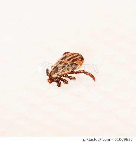 Dermacentor Reticulatus On White Paper Background. Also Known As The Ornate Cow Tick, Ornate Dog Tick, Meadow Tick, And Marsh Tick. Family Ixodidae. Ticks Are Carriers Of Dangerous Diseases 61069655