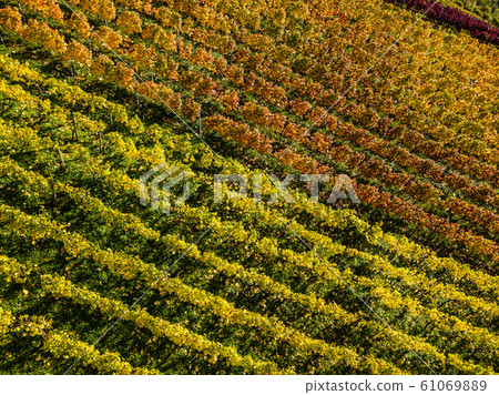 Vineyards in fall colors near Stuttgart, Germany Vineyards in fall colors near Stuttgart, Germany 61069889