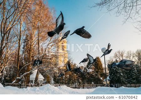 Gomel, Belarus. Winter City Park. Pigeons Doves Birds Are Flying Near Peter And Paul Cathedral In Sunny Winter Day. Famous Local Landmark In Snow Gomel, Belarus. Winter City Park. Pigeons Doves Birds Are Flying Near Peter And Paul Cathedral In Sunny Winter Day. Famous Local Landmark In Snow 61070842
