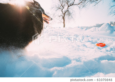 Funny Young Shetland Sheepdog, Sheltie, Collie Fast Running Outdoor In Snowy Park. Playful Pet In Winter Forest 61070848
