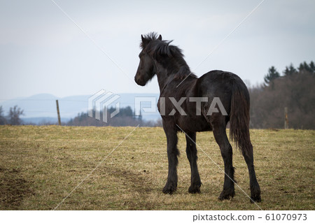 Beauty foal - friesian horse stallion Beauty foal - friesian horse stallion 61070973