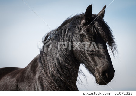 Portrait beauty friesian horse 61071325