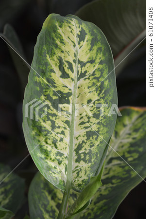 Dumb Cane Compacta Dumb Cane Compacta 61071408