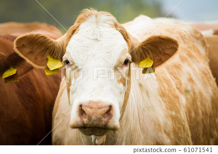 Dairy cows in pasture Dairy cows in pasture 61071541